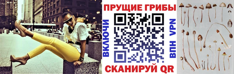 Галлюциногенные грибы Psilocybe Кораблино